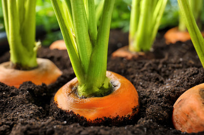 800 Parisian Carrot (Daucas Carota Sativus) Seeds