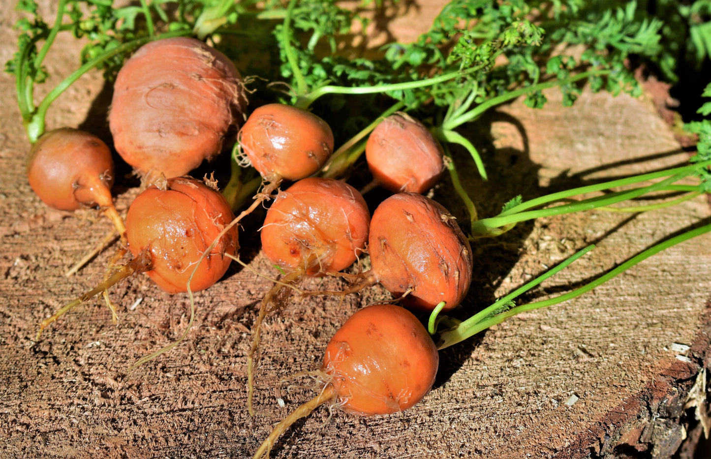 800 Parisian Carrot (Daucas Carota Sativus) Seeds