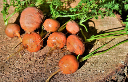 800 Parisian Carrot (Daucas Carota Sativus) Seeds