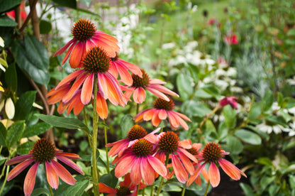 25 CHEYENNE SPIRIT CONEFLOWER Echinacea Orange Red Yellow Purple Pink White Herb Flower Seeds