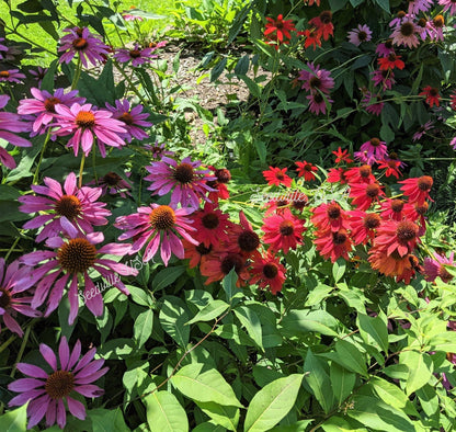 25 CHEYENNE SPIRIT CONEFLOWER Echinacea Orange Red Yellow Purple Pink White Herb Flower Seeds