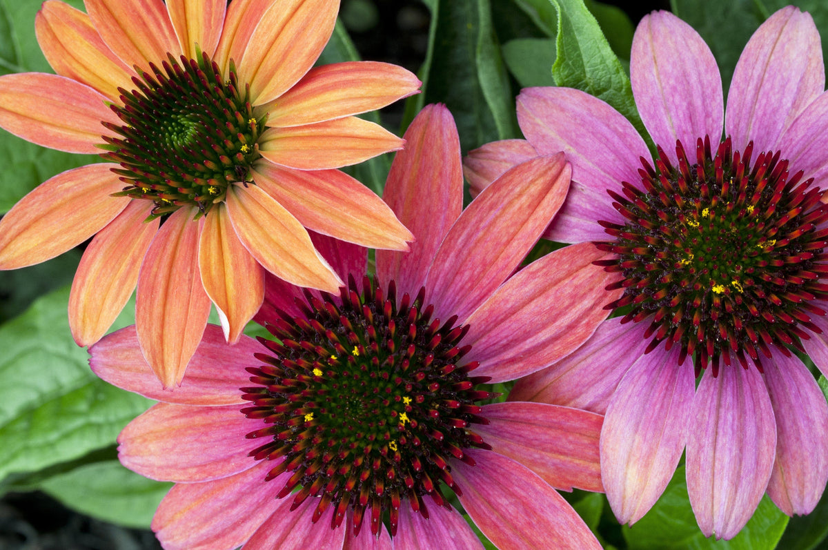 25 CHEYENNE SPIRIT CONEFLOWER Echinacea Orange Red Yellow Purple Pink White Herb Flower Seeds