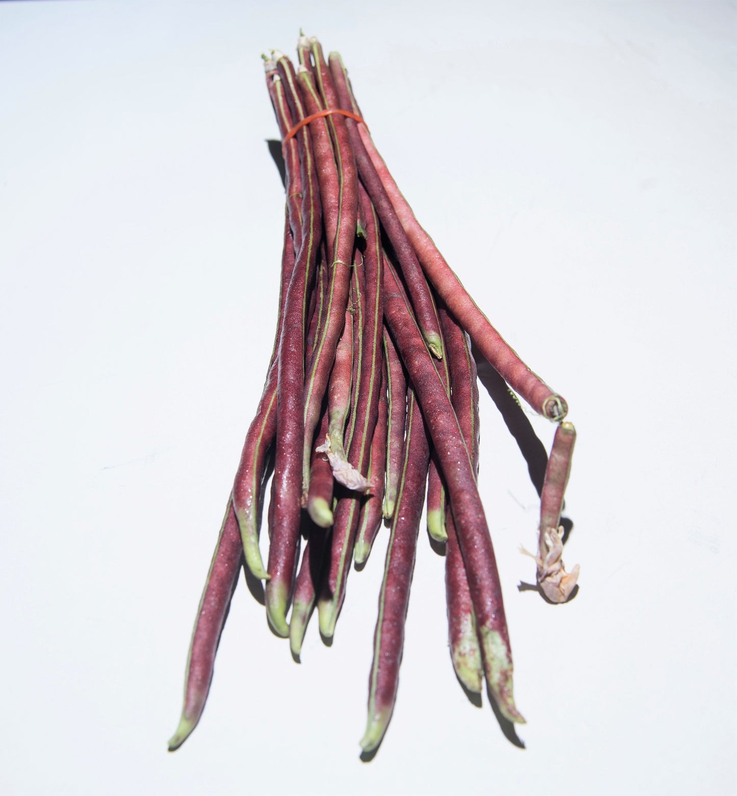 100 Red Ripper Cowpea (Vigna Unguiculata) Seeds