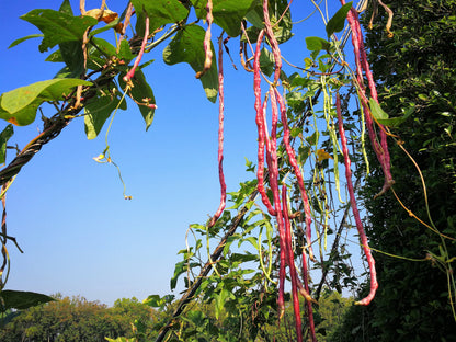 100 Red Ripper Cowpea (Vigna Unguiculata) Seeds