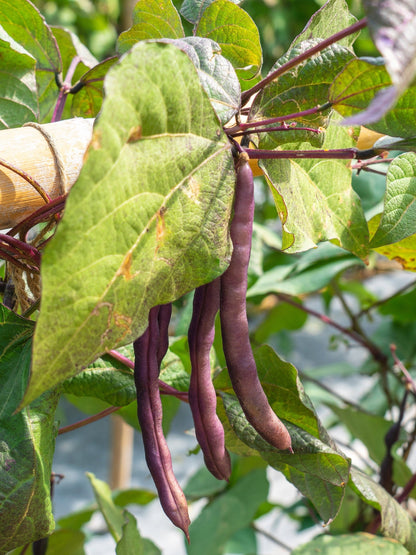 100 Red Ripper Cowpea (Vigna Unguiculata) Seeds