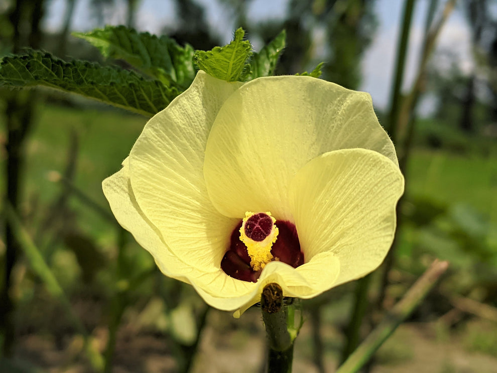 50 JING ORANGE OKRA Abelmoschus Esculentus Yellow & Red Flower Red Ora ...