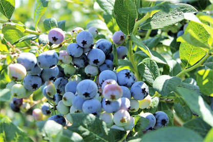 50 Southern Highbush Blueberry (Vaccinium Corymbosum) Seeds