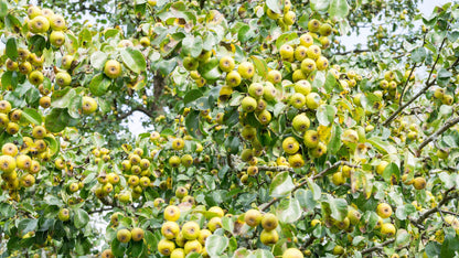 25 ANTONOVKA APPLE TREE Malus Pumila var. Antonovka Yellow Green Fruit Pink White Flower Seeds