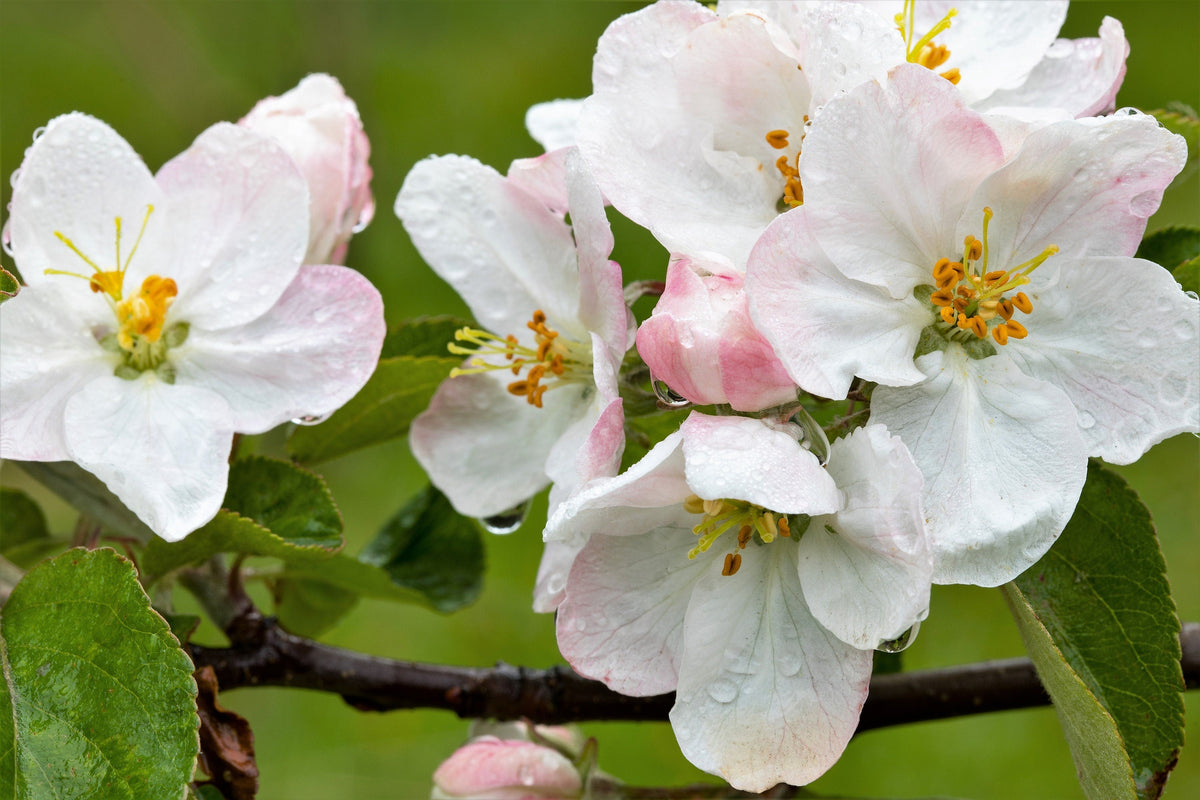 25 ANTONOVKA APPLE TREE Malus Pumila var. Antonovka Yellow Green Fruit Pink White Flower Seeds