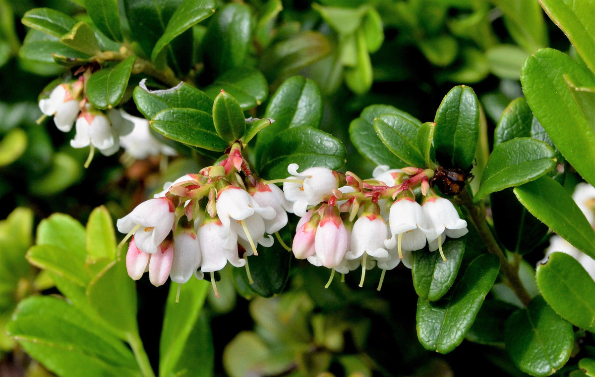 Lingonberry (Vaccinium vitis-idaea) Seeds – 50 ct