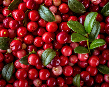 Lingonberry (Vaccinium vitis-idaea) Seeds – 50 ct