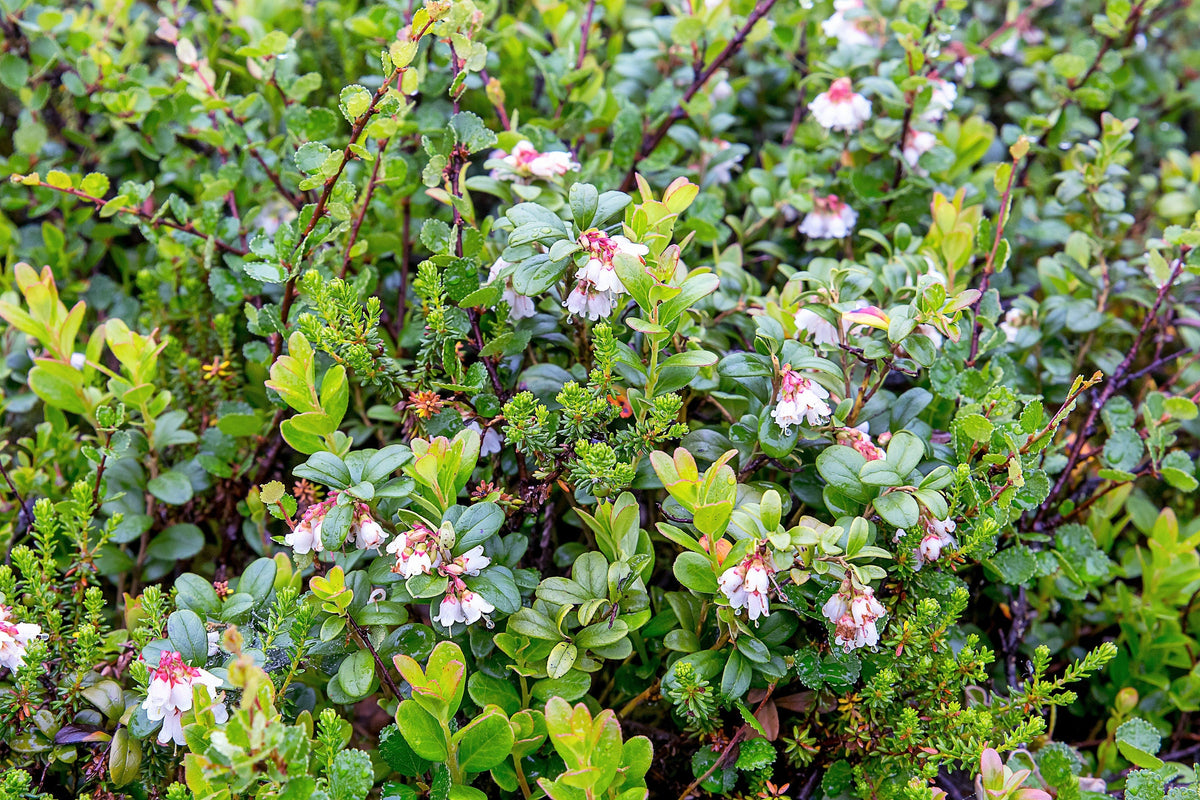 Lingonberry (Vaccinium vitis-idaea) Seeds – 50 ct