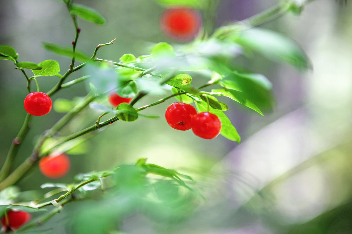 Red Huckleberry (Vaccinium parvifolium) Seeds – 30 ct