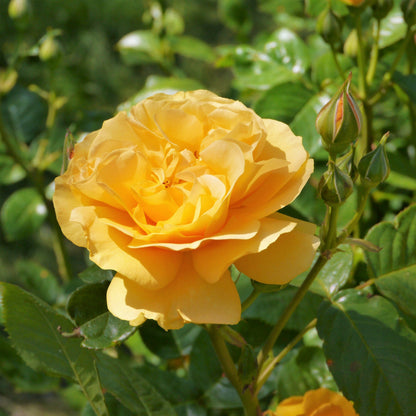5 YELLOW CLIMBING ROSE Rosa Bush Vine Climber Fragrant Butterfly Flower Seeds