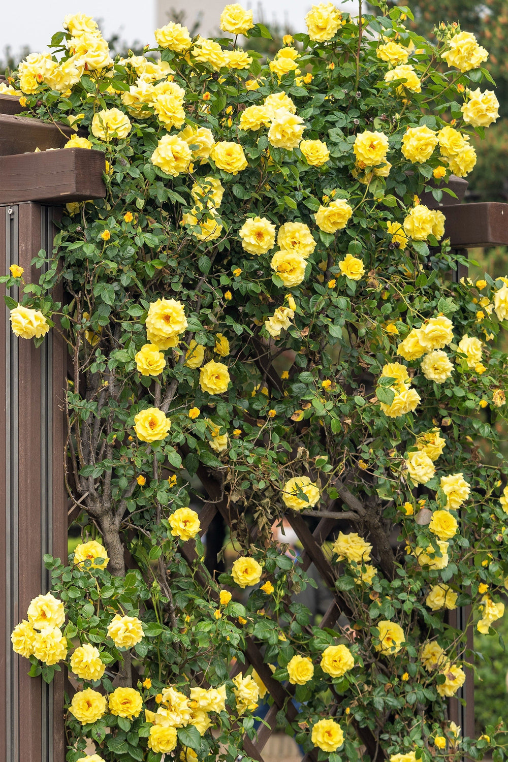 5 YELLOW CLIMBING ROSE Rosa Bush Vine Climber Fragrant Butterfly Flower Seeds