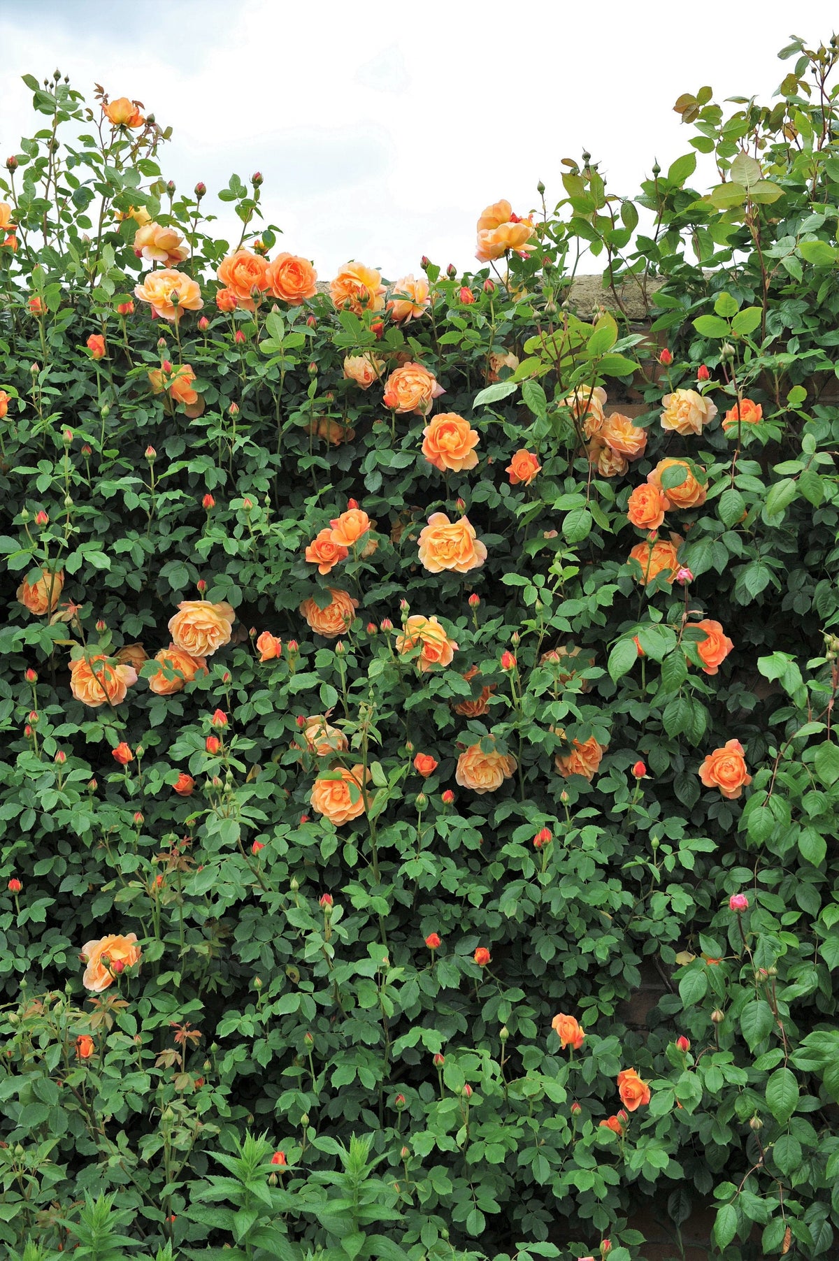Orange Climbing Rose (Rosa spp.) Seeds – 5 ct