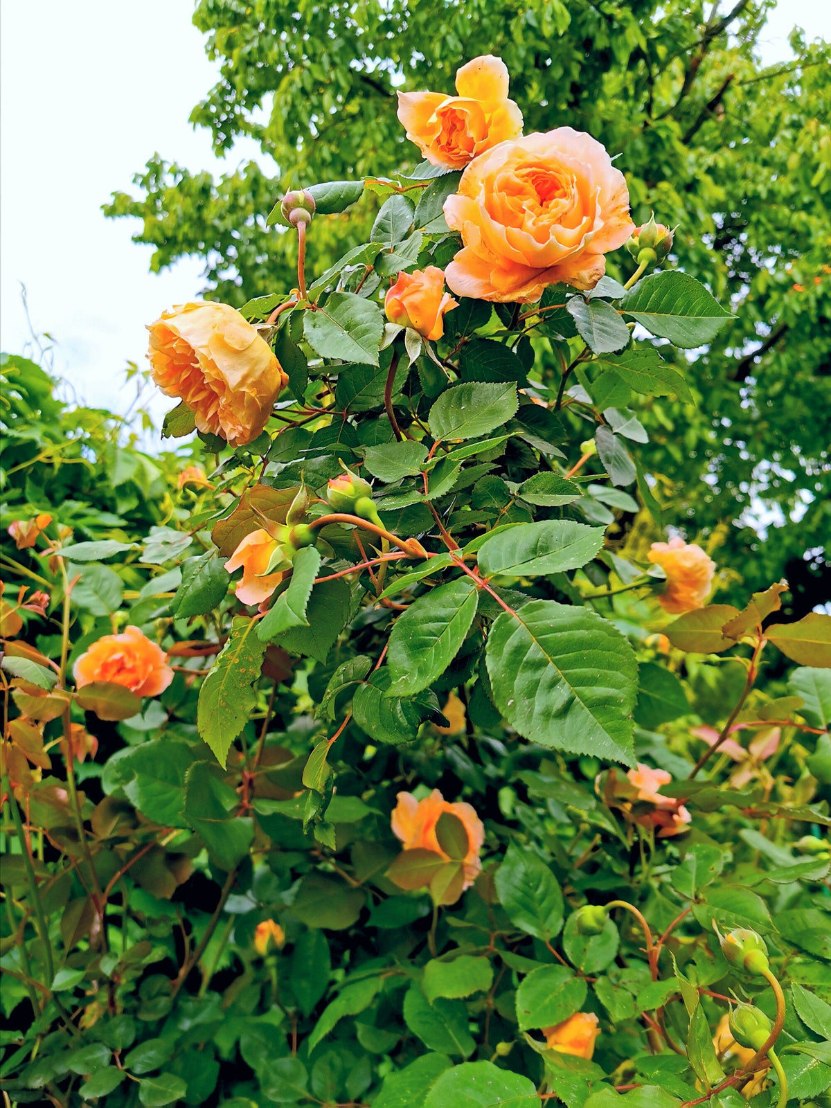 Orange Climbing Rose (Rosa spp.) Seeds – 5 ct