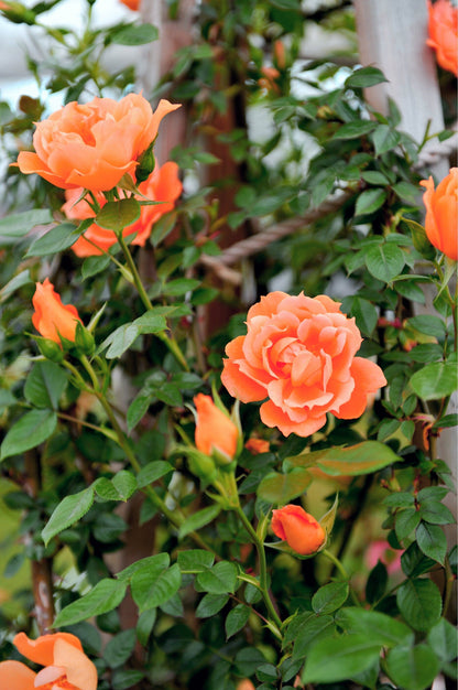 Orange Climbing Rose (Rosa spp.) Seeds – 5 ct