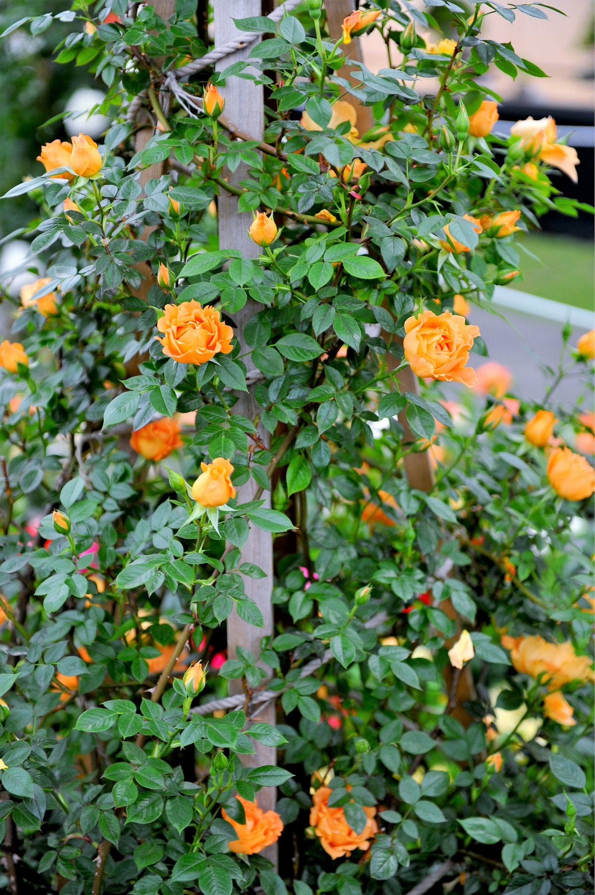 Orange Climbing Rose (Rosa spp.) Seeds – 5 ct