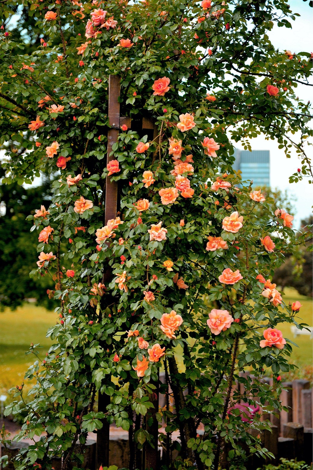 Orange Climbing Rose (Rosa spp.) Seeds – 5 ct