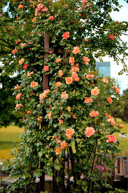 Orange Climbing Rose (Rosa spp.) Seeds – 5 ct