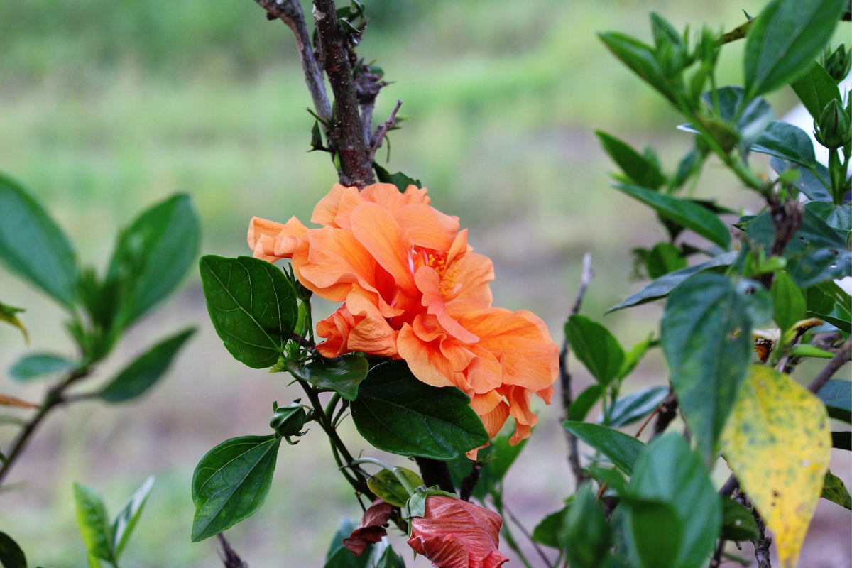 Orange Climbing Rose (Rosa spp.) Seeds – 5 ct