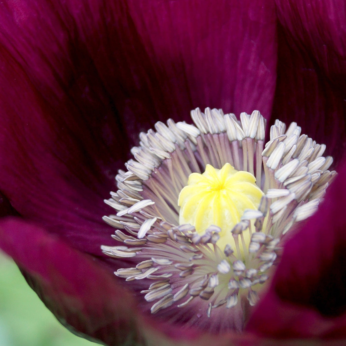 500 LAUREN'S GRAPE POPPY Purple Papaver Somniferum Flower Seeds