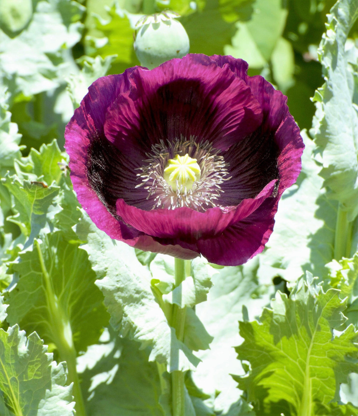 500 LAUREN'S GRAPE POPPY Purple Papaver Somniferum Flower Seeds