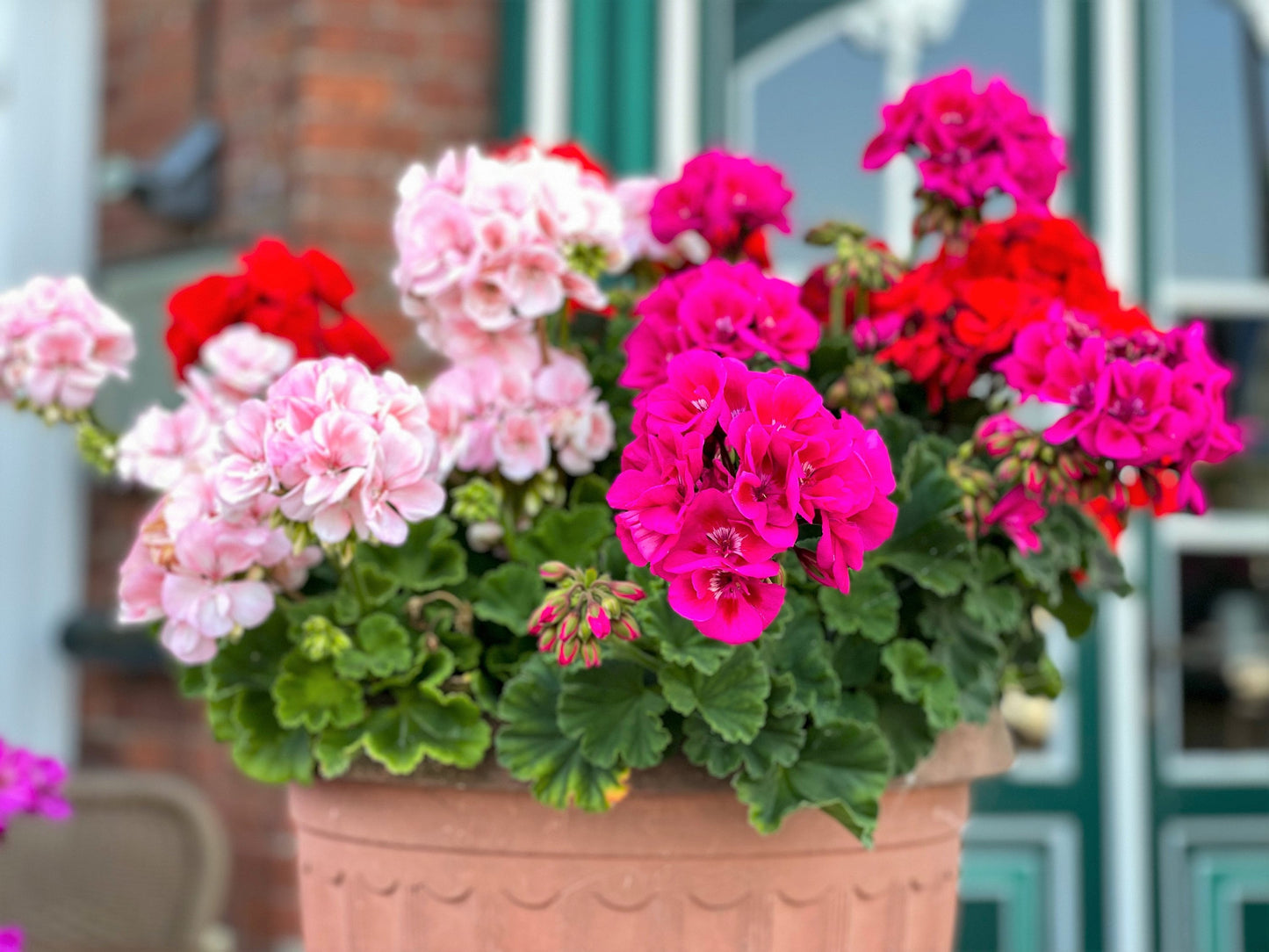 10 Mixed Colors Geranium (Pelargonium Zonale) Seeds