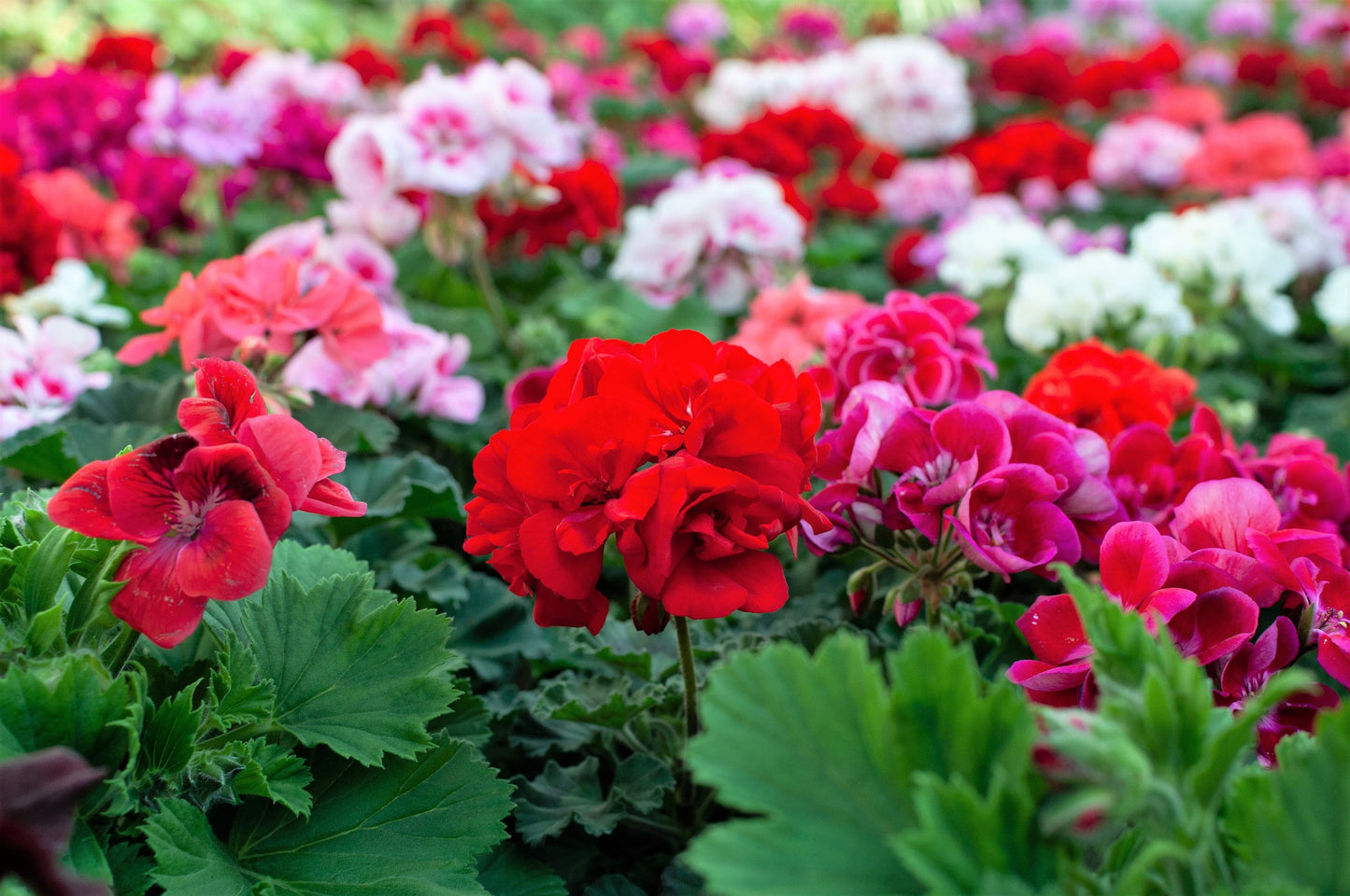 10 Mixed Colors Geranium (Pelargonium Zonale) Seeds
