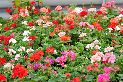 10 Mixed Colors Geranium (Pelargonium Zonale) Seeds
