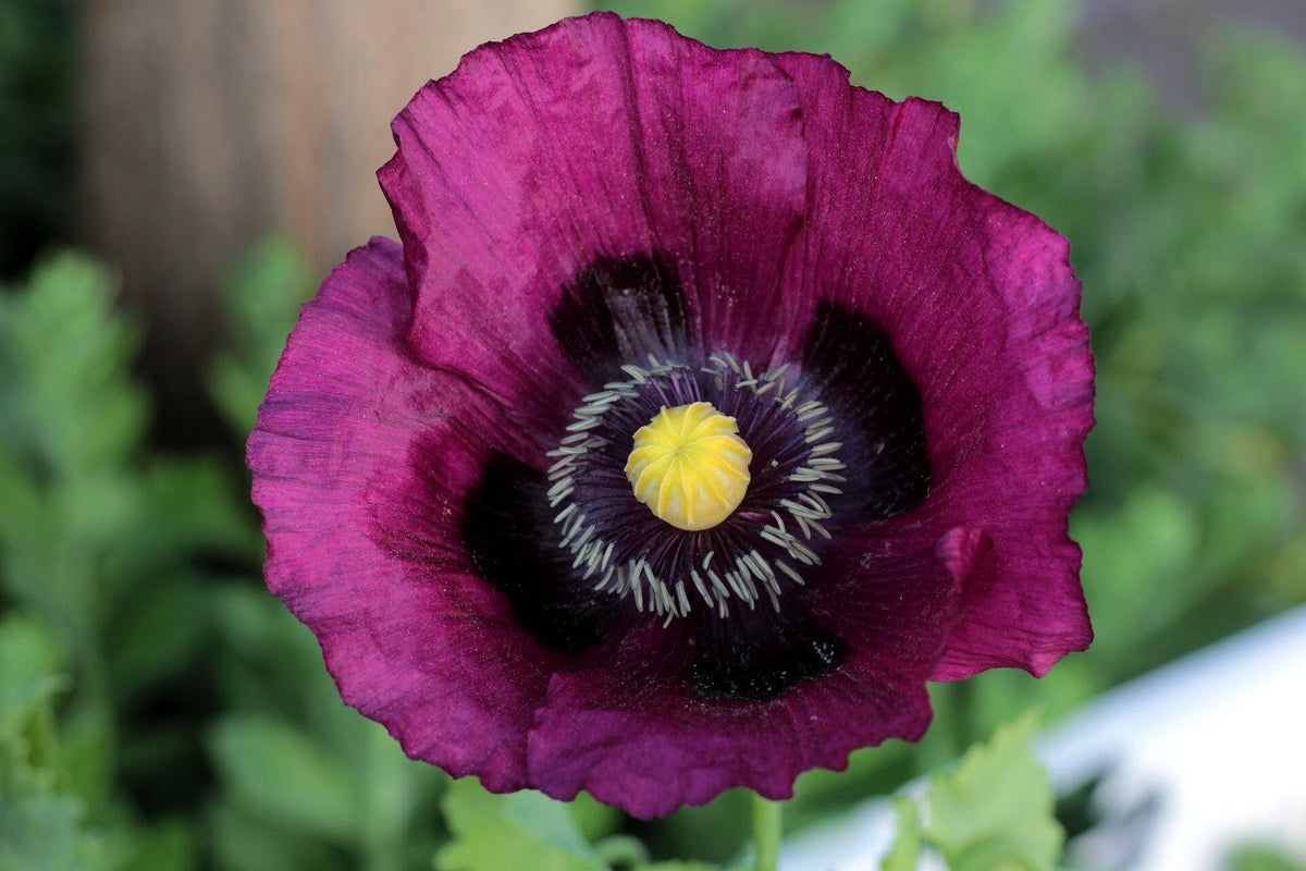 500 LAUREN'S GRAPE POPPY Purple Papaver Somniferum Flower Seeds