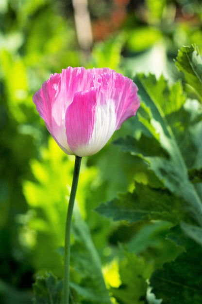 Afghan Reselected Blue Poppy Mix (Papaver somniferum) Seeds – 200 ct