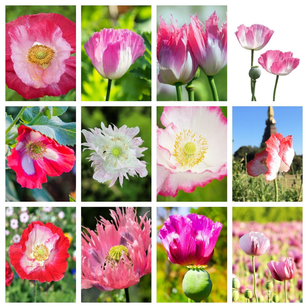 Afghan Reselected Blue Poppy Mix (Papaver somniferum) Seeds – 200 ct