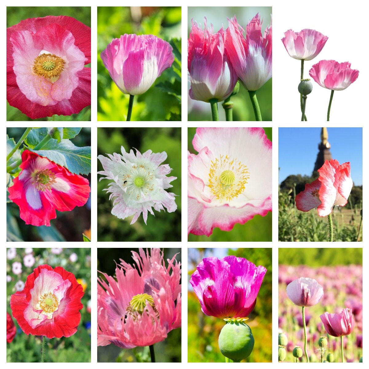 Afghan Reselected Blue Poppy Mix (Papaver somniferum) Seeds – 200 ct