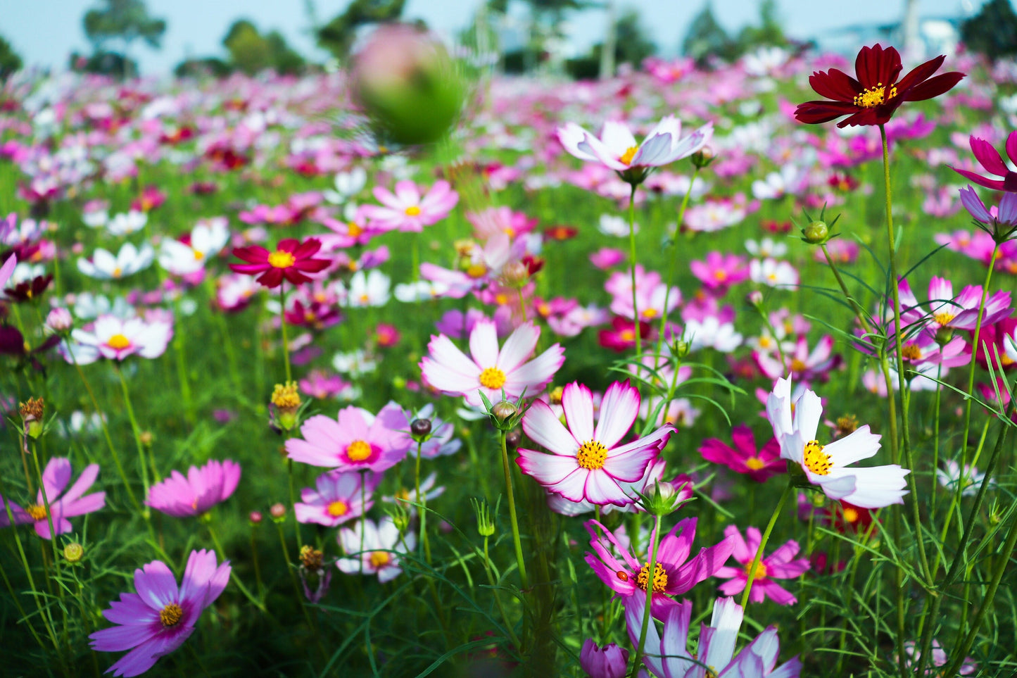 300 Mixed Dwarf Cosmos (Cosmos Bipinnatus) Seeds