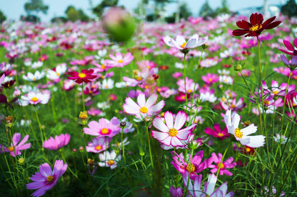 300 Mixed Dwarf Cosmos (Cosmos Bipinnatus) Seeds