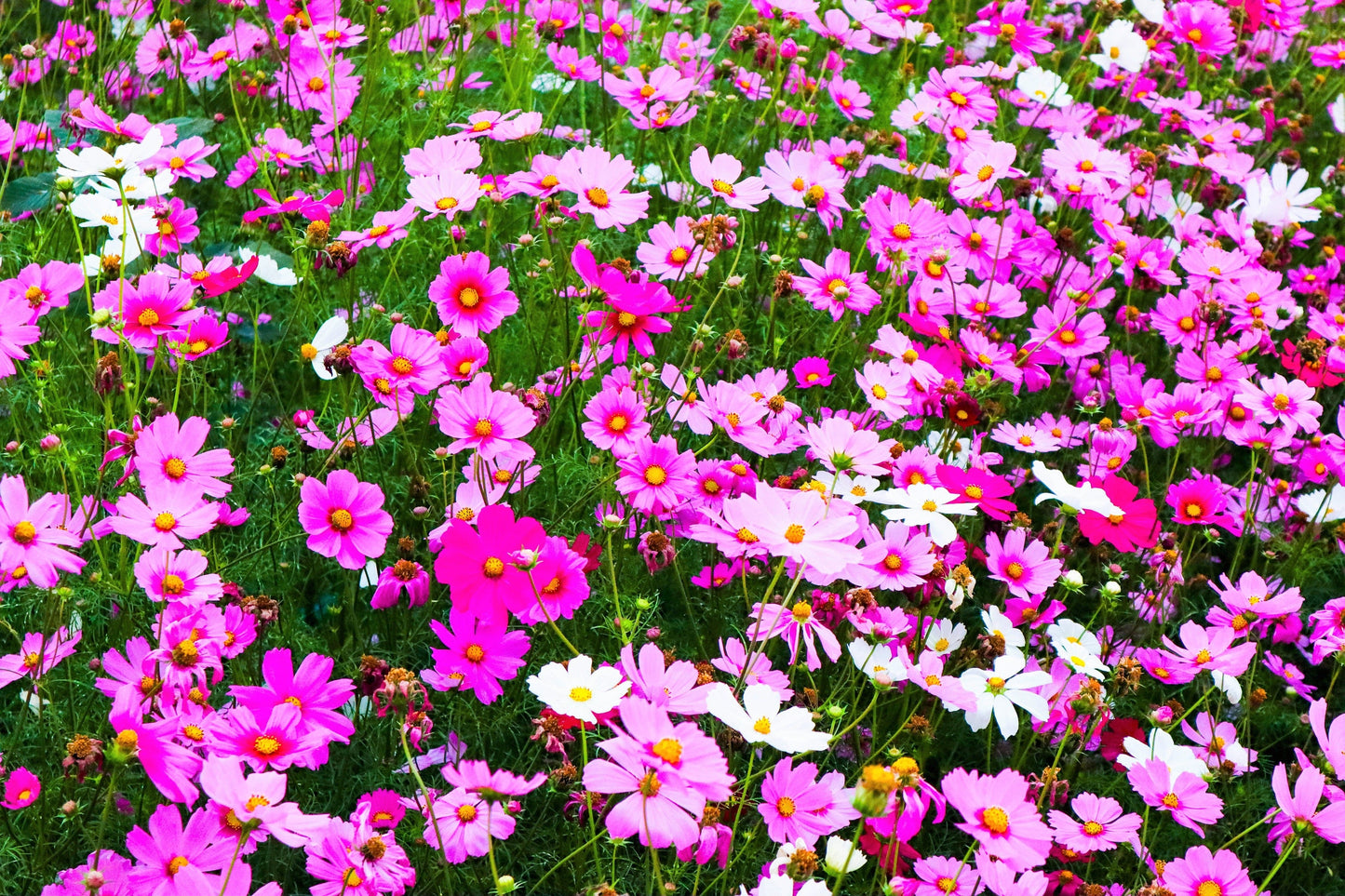 300 Mixed Dwarf Cosmos (Cosmos Bipinnatus) Seeds