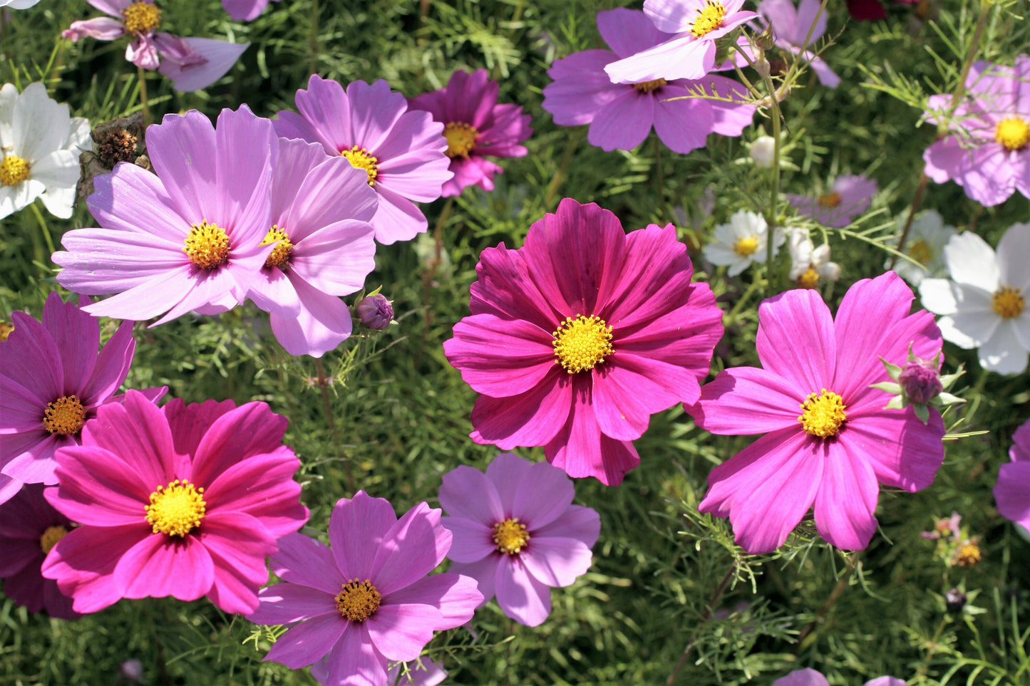 300 Mixed Dwarf Cosmos (Cosmos Bipinnatus) Seeds