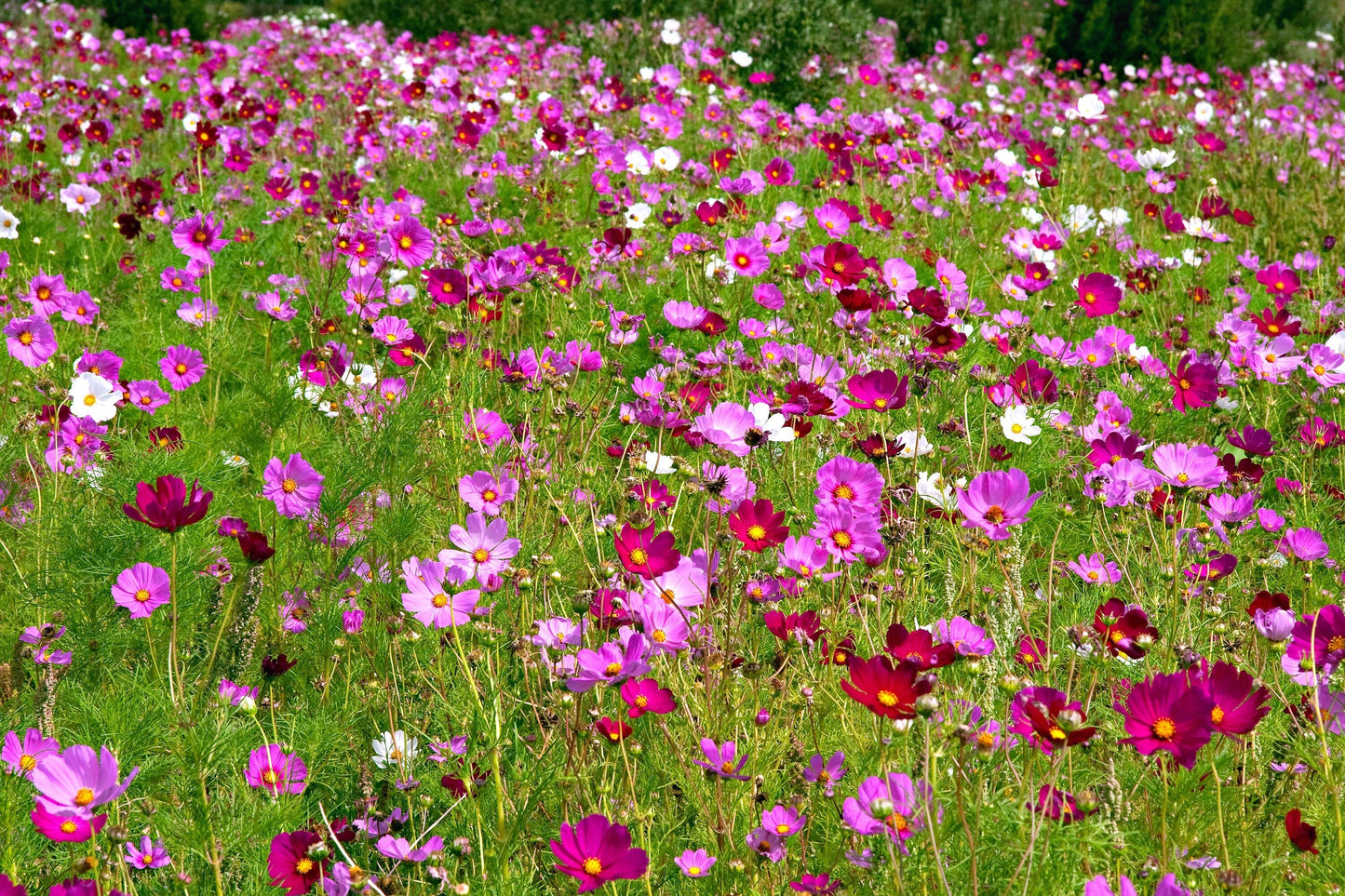 300 Mixed Dwarf Cosmos (Cosmos Bipinnatus) Seeds