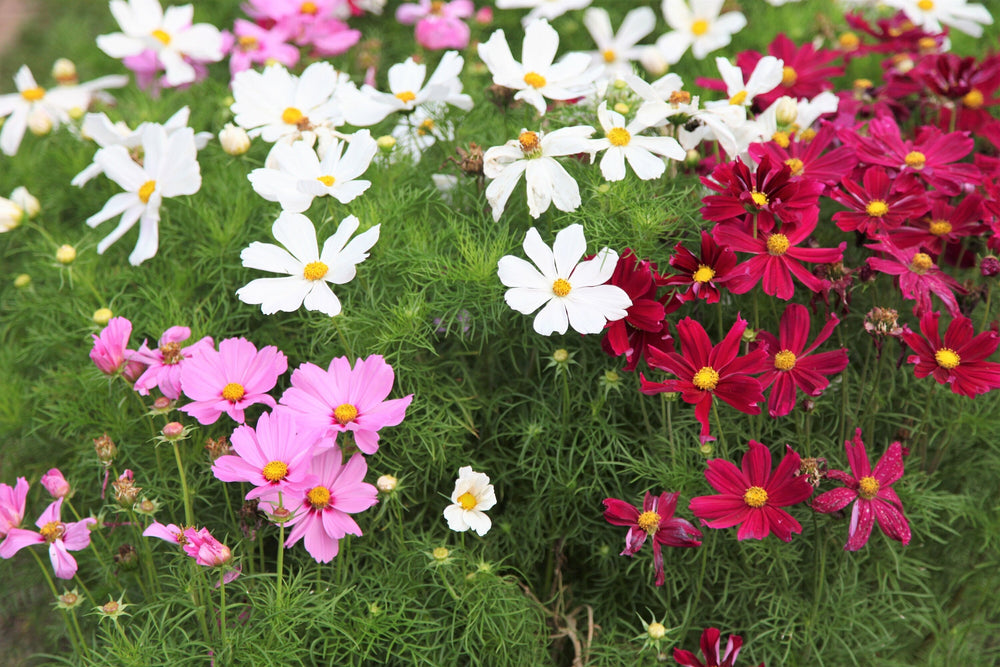 300 Mixed Dwarf Cosmos (Cosmos Bipinnatus) Seeds