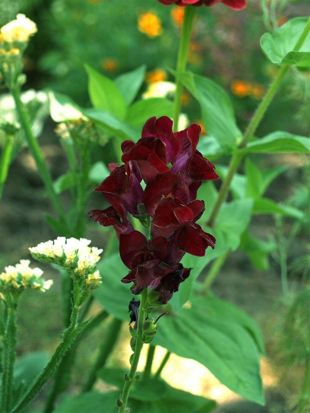 Organic Black Prince Snapdragon (Antirrhinum majus) Seeds – 50 ct