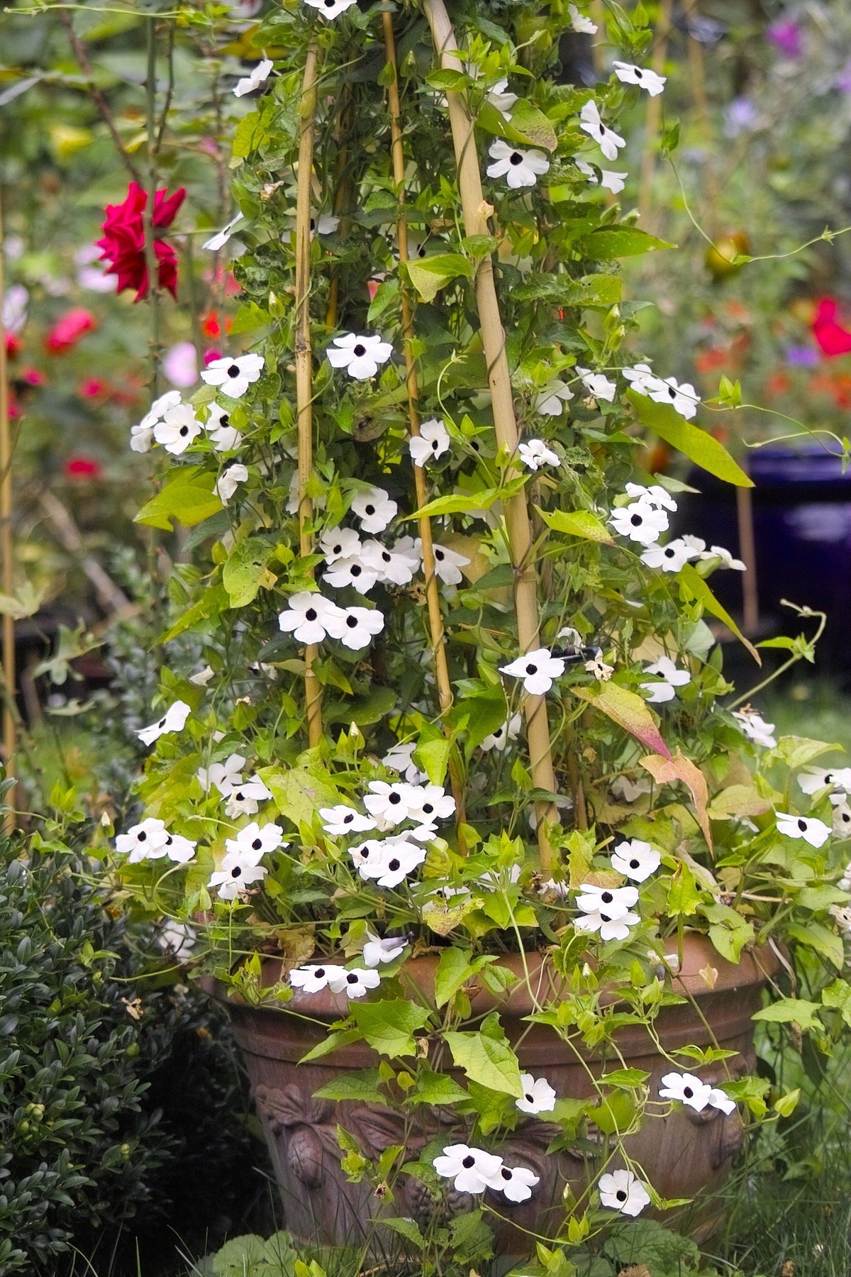 White Black-Eyed Susan Vine (Thunbergia alata) Seeds – 10 ct