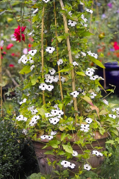 White Black-Eyed Susan Vine (Thunbergia alata) Seeds – 10 ct