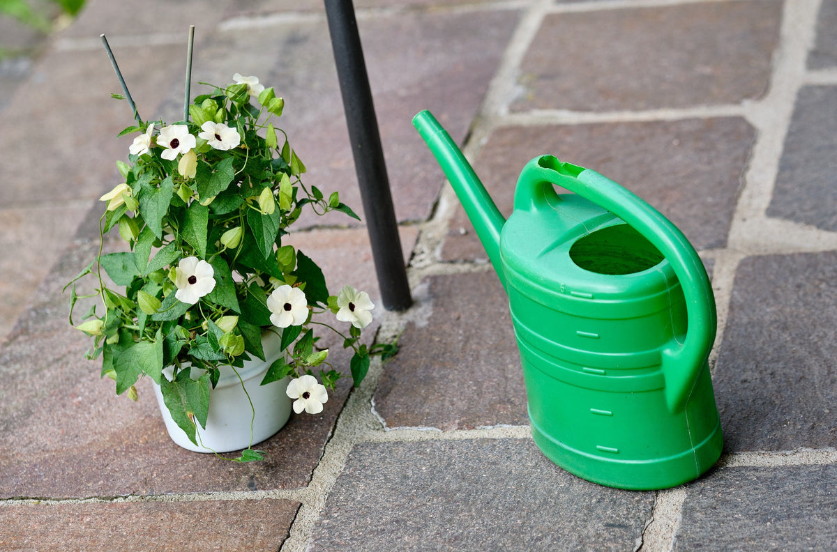 White Black-Eyed Susan Vine (Thunbergia alata) Seeds – 10 ct