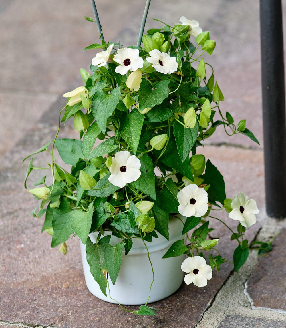 White Black-Eyed Susan Vine (Thunbergia alata) Seeds – 10 ct