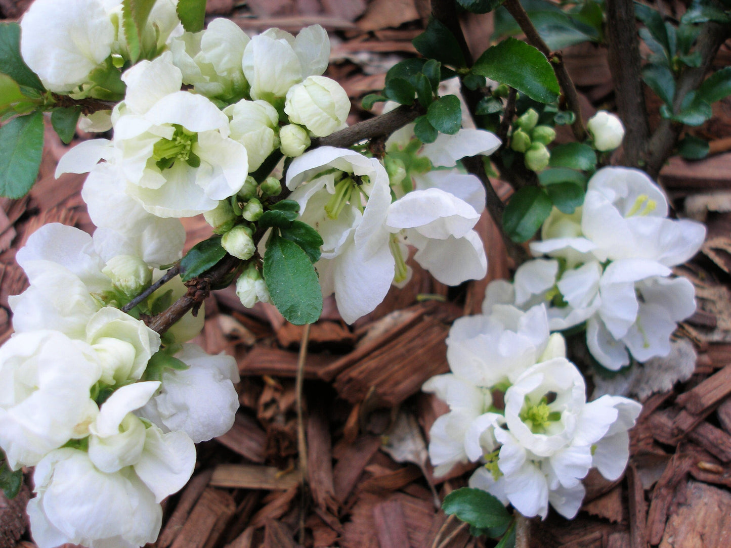30 Flowering Quince (Chaenomeles Speciosa) Seeds