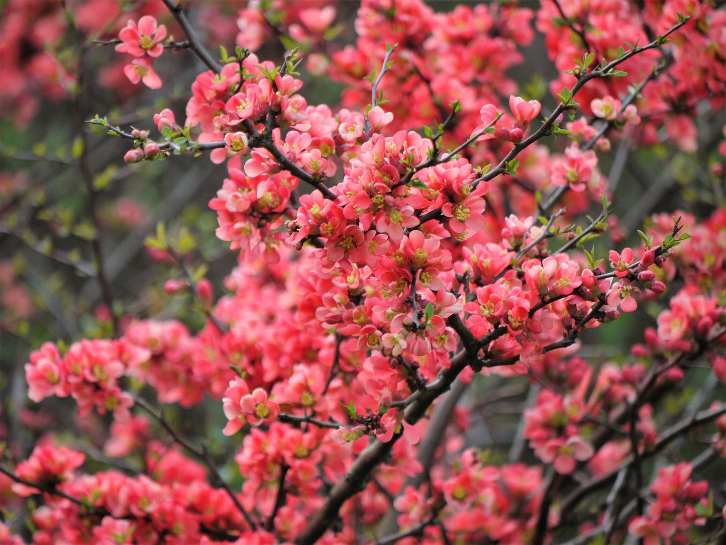 30 Flowering Quince (Chaenomeles Speciosa) Seeds