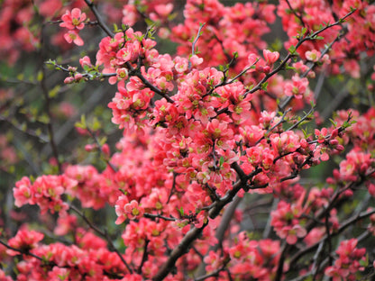 30 Flowering Quince (Chaenomeles Speciosa) Seeds