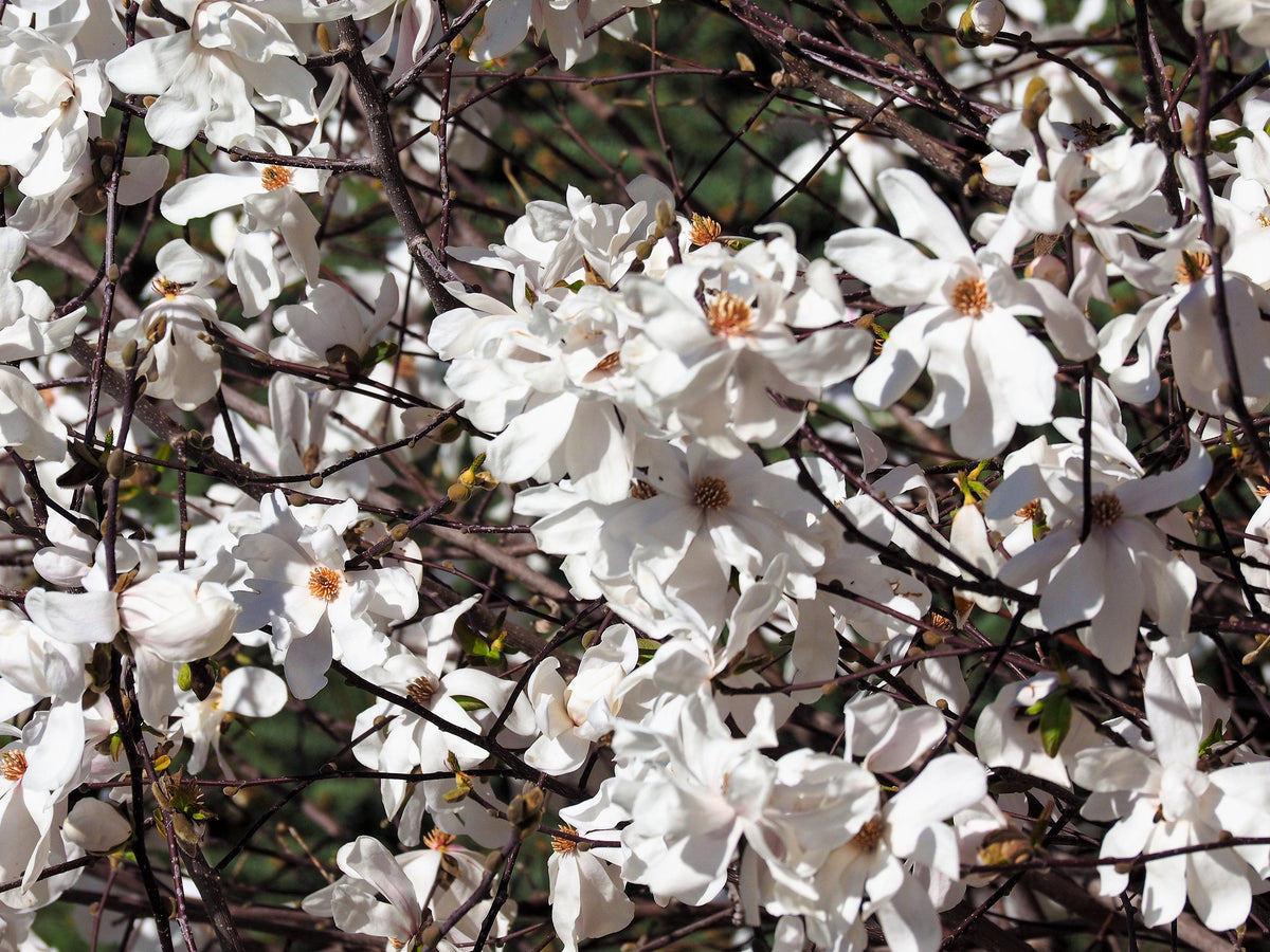 10 SWEETBAY MAGNOLIA Virginiana TREE Shrub Native Sweet Bay, White Bay, Laurel Magnolia - White 3" Fragrant Flower Seeds